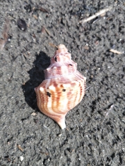 Struthiolaria papulosa
