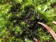 Scytinium lichenoides