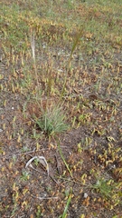 Austrostipa drummondii