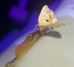 Eulithis diversilineata