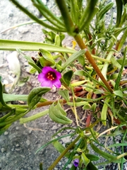 Calandrinia