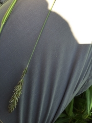 Koeleria eriostachya