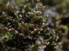 Scytinium lichenoides