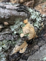 Radulomyces copelandii