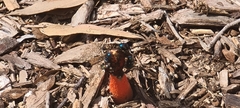 Phallus rubicundus