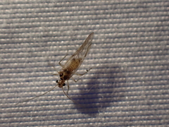 Teliapsocus