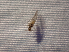 Teliapsocus