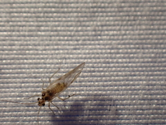 Teliapsocus