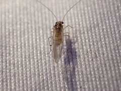 Teliapsocus