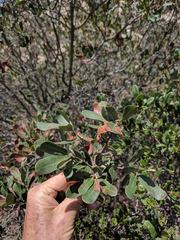 Quercus × acutidens