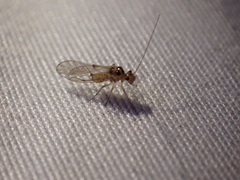 Teliapsocus