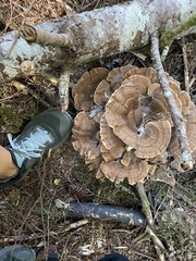 Bondarzewia occidentalis