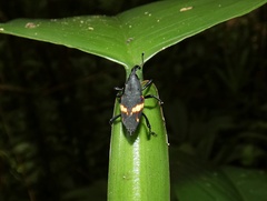 Cactophagus rectistriatus