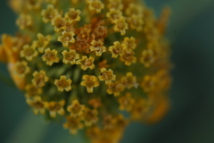 Bidens pilosa