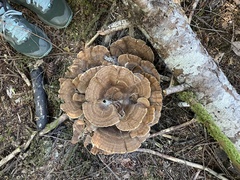 Bondarzewia occidentalis