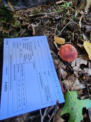 Cortinarius harrisonii