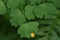 Thalictrum occidentale