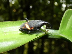 Cactophagus rectistriatus