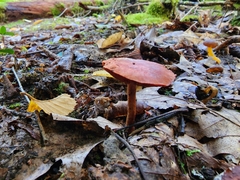 Cortinarius harrisonii
