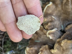 Bondarzewia occidentalis