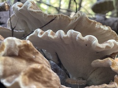 Bondarzewia occidentalis