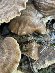 Bondarzewia occidentalis