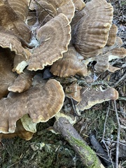 Bondarzewia occidentalis