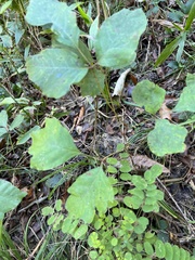 Toxicodendron pubescens