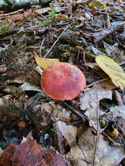 Cortinarius harrisonii