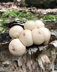 Apioperdon
