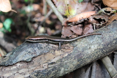 Copeoglossum nigropunctatum