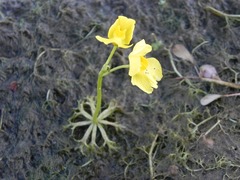 Utricularia platensis