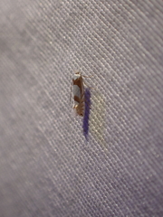 Phyllonorycter fitchella