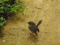 Malurus lamberti