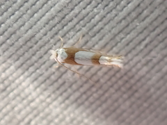 Phyllonorycter fitchella
