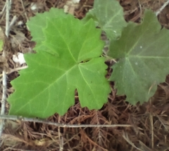 Cissus trifoliata