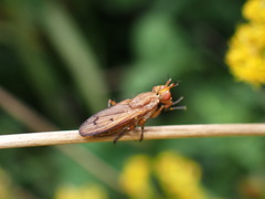 Tetanocera