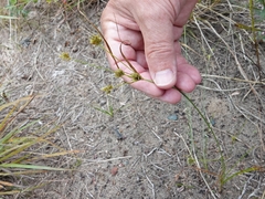 Cyperus × mesochorus