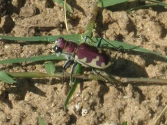 Cicindela formosa