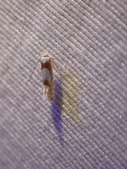 Phyllonorycter fitchella