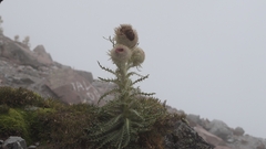 Cirsium nivale