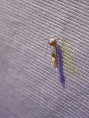 Phyllonorycter fitchella