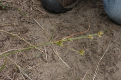 Cyperus × mesochorus