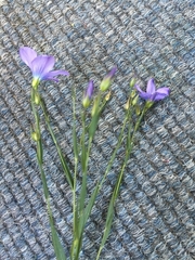 Linum nervosum