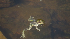 Lithobates berlandieri