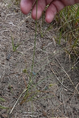 Cyperus × mesochorus