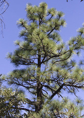 Pinus engelmannii
