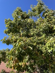 Aesculus × carnea