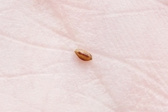 Cyperus × mesochorus