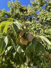 Aesculus × carnea
